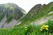 82 Genziana maggiore (Gentiana lutea) con Passo di porcile e Cima Valegino